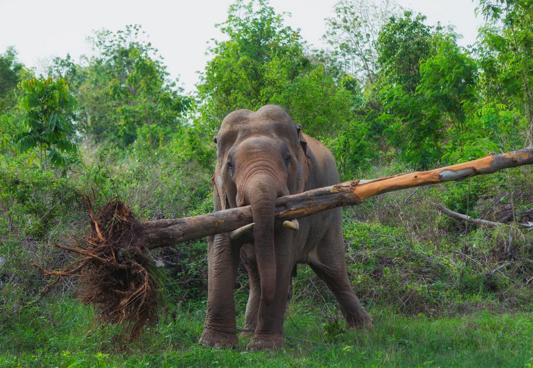 Elephant,Lifted,The,Tree. Good Nature Travel Blog