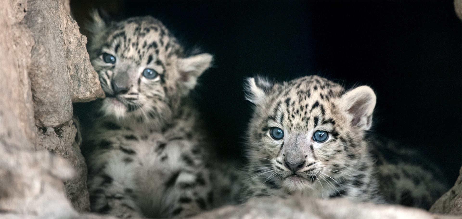 Planner Pen - Snow Leopard.