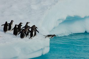 Penguins diving off iceberg Antarctica exploration wildlife