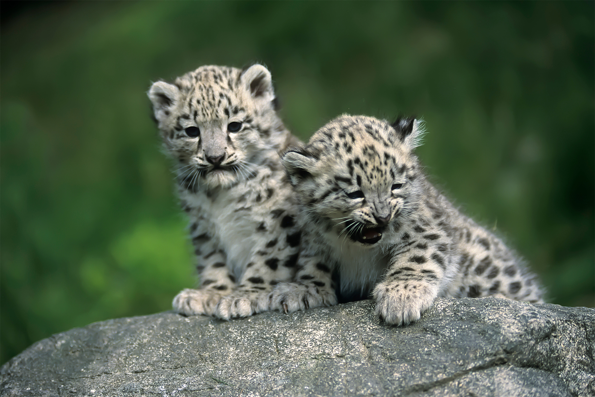 Snow Leopards Cubs In The Wild