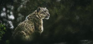 Snow leopard looks into distance with falling snow around it majestic endangered species Himalayas India mountains habitat conservation nature travel