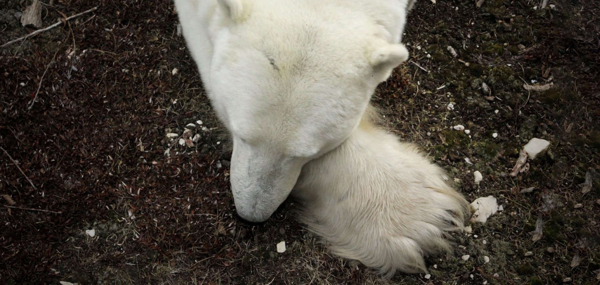 Are cats and dogs left-handed? Do polar bears put their paw over their nose  to hide? More animal myths busted - ABC News