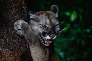Portrait of Beautiful Puma in wildlife. Cougar, mountain lion, puma, panther.