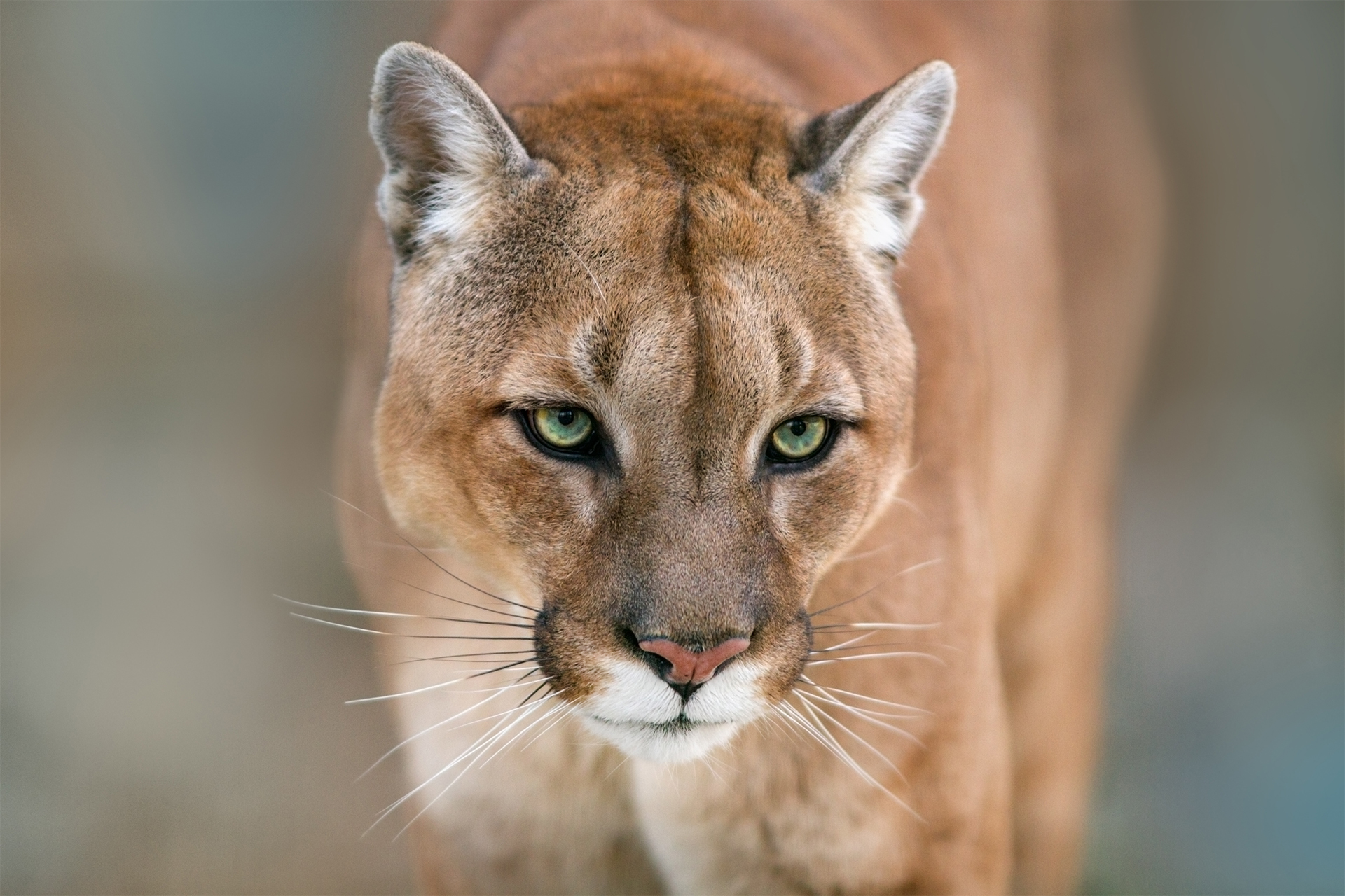 Puma, cougar portrait on light background