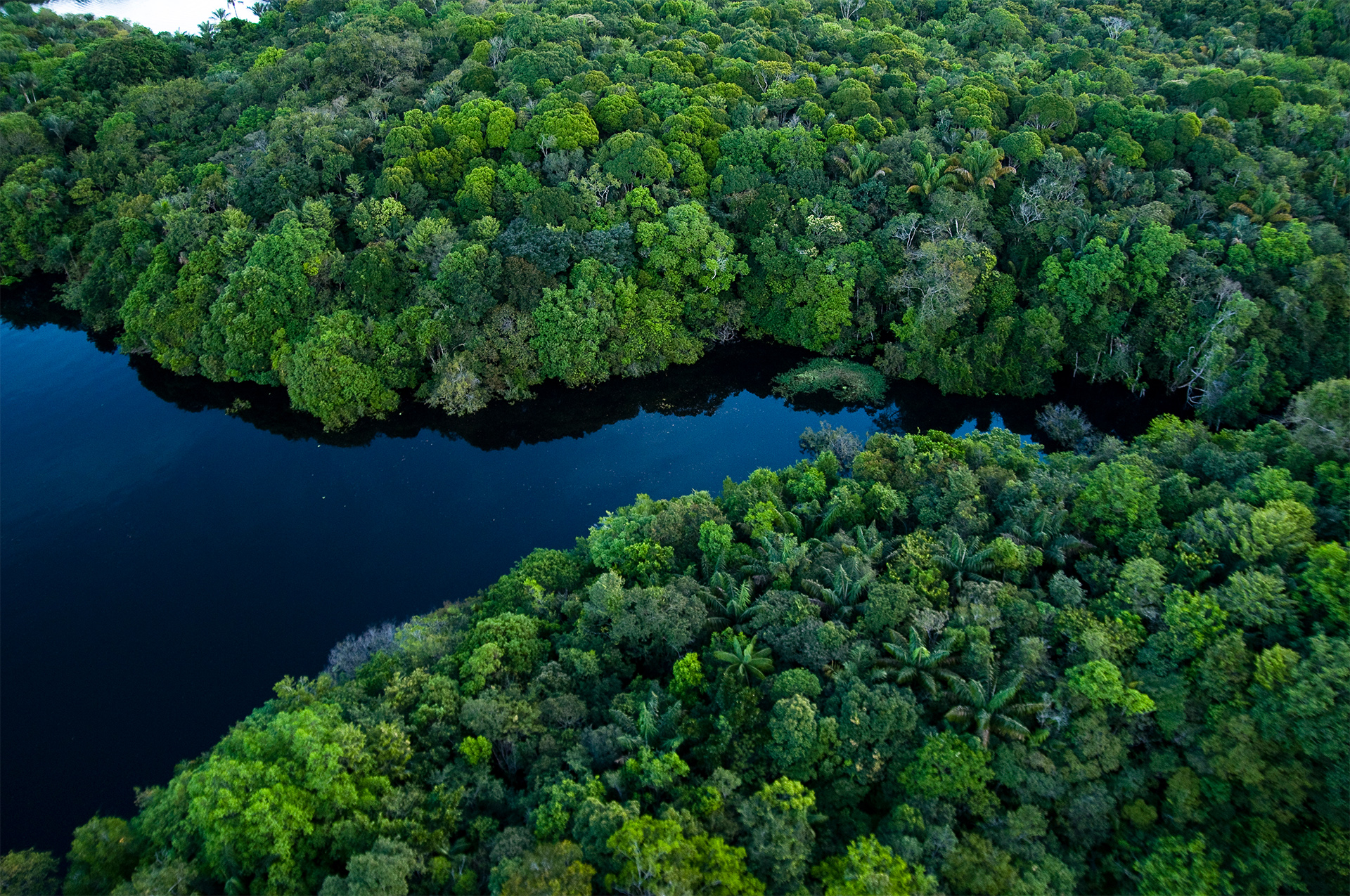 Aerial view of river in rainforest. Amazon rainforest near Manaus