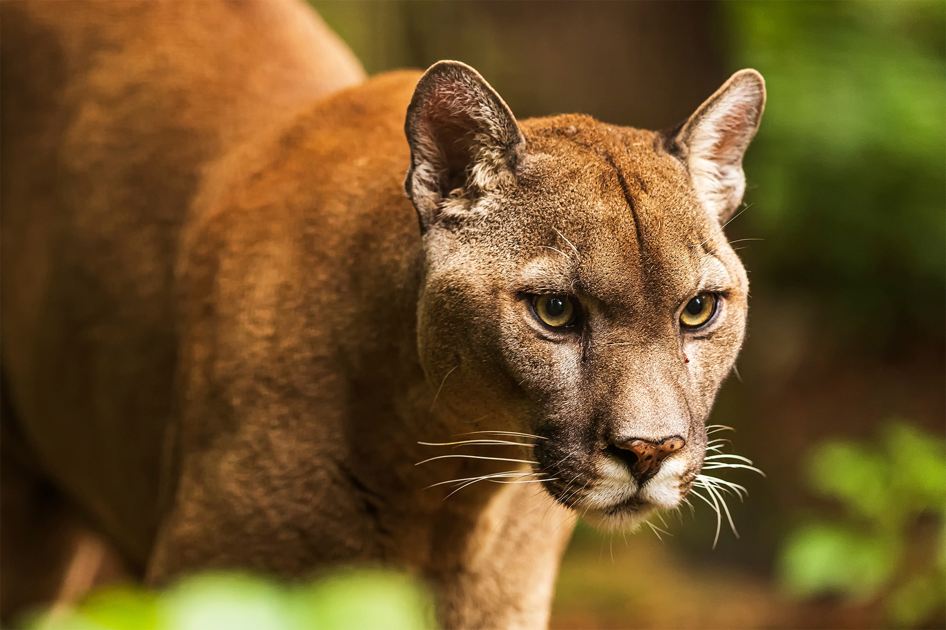 Cougar (Puma concolor), puma, mountain lion, panther, or catamount