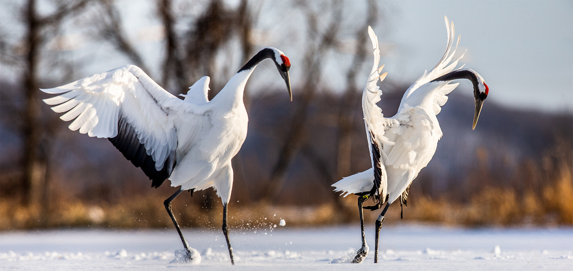 Eight Quirky Ways That Animals Communicate Weird Wildlife