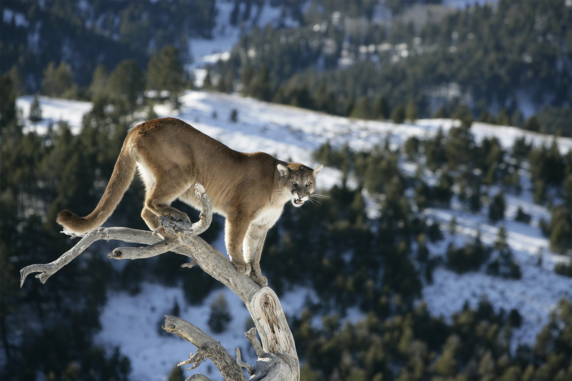 Mountain Lion in Dead Tree overlooking snowy mountainside in winter