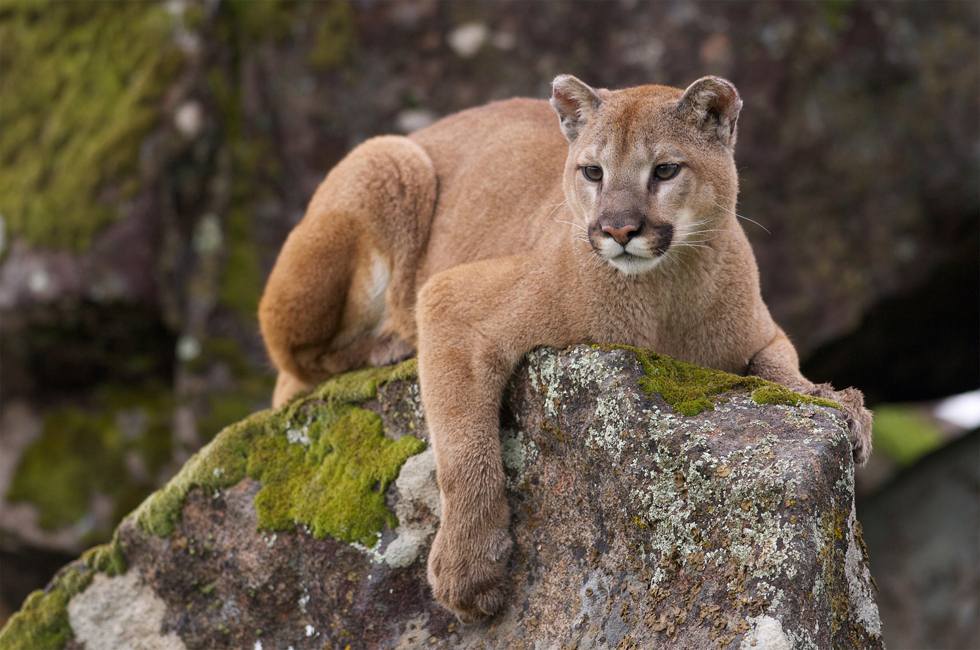 Where Do Pumas Live Where Do Pumas Live