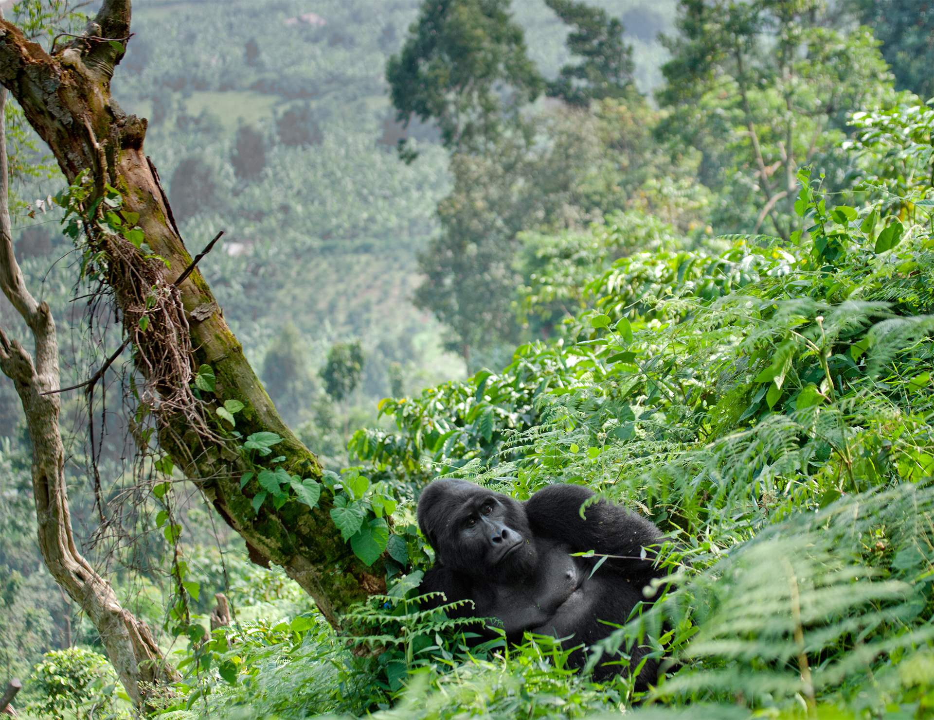 Dominant male mountain gorilla in the grass. Uganda. Bwindi Impenetrable Forest National Park