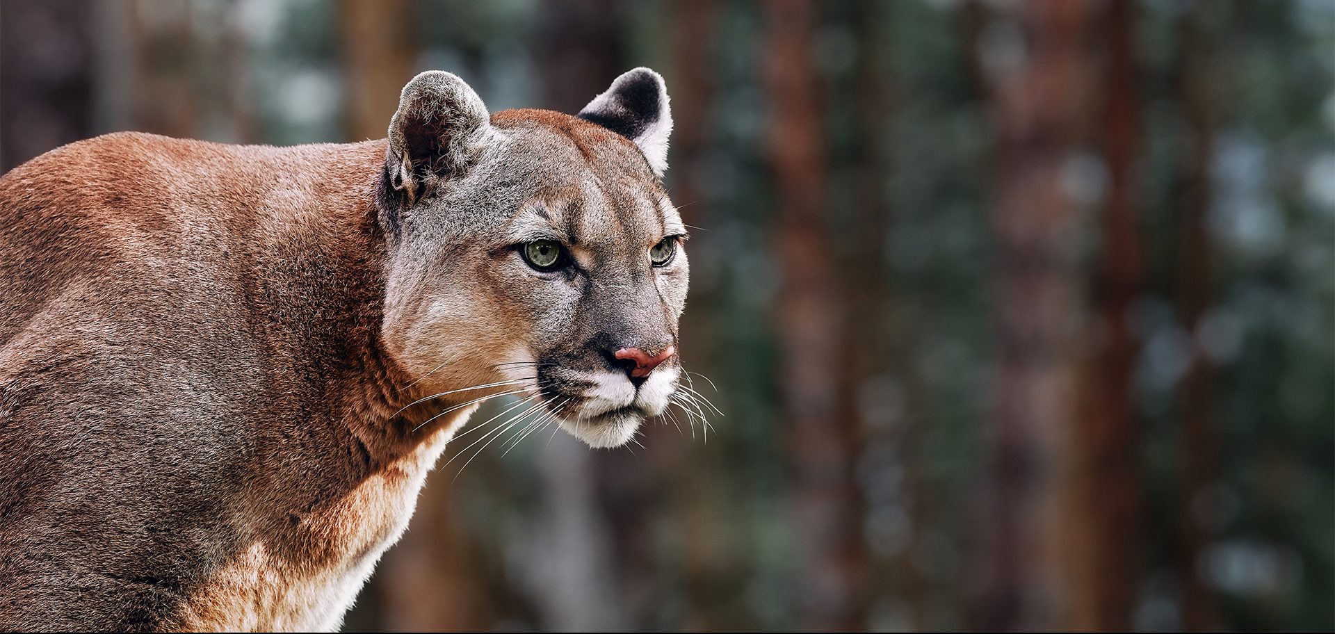 Black Panther And Puma Difference At James Sabin Blog
