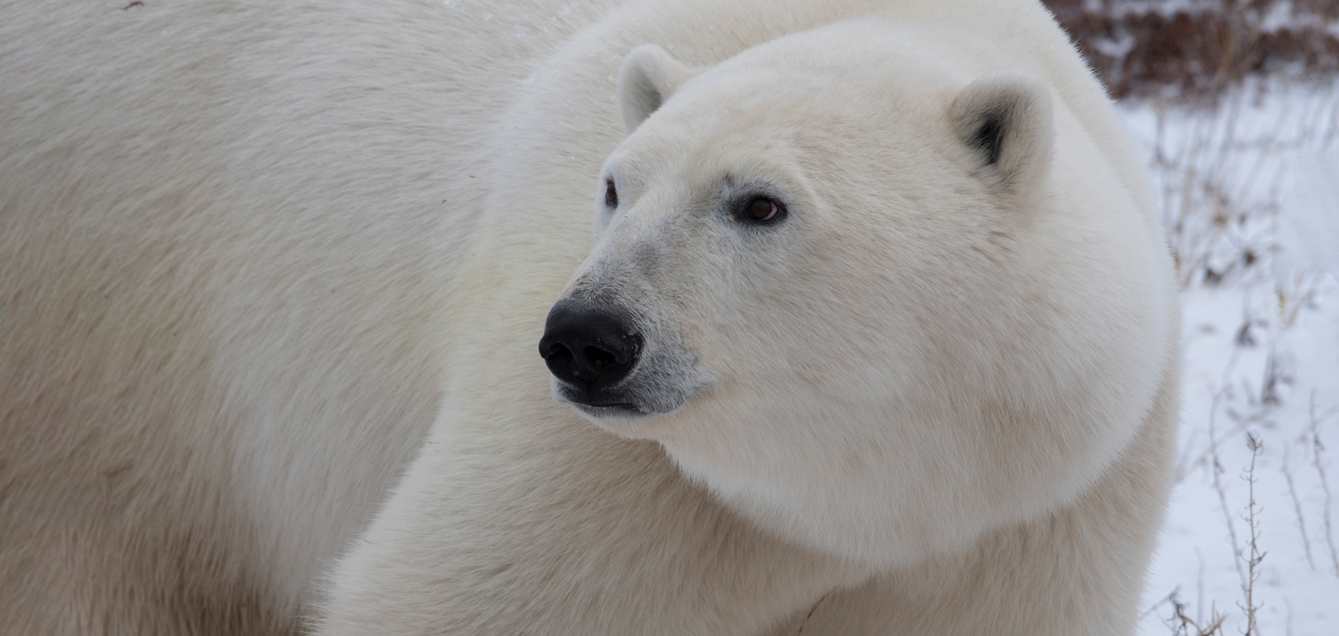 Here's how polar bears might get traction on snow