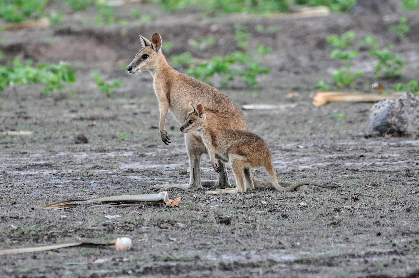 Agile Wallaby or Sandy Wallaby (Macropus agilis) with joey, Bamurru Plains near Northern Territory, Australia