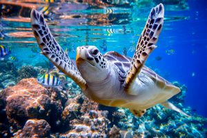 Sea turtle swims up to camera with coral reefs and fish in the background