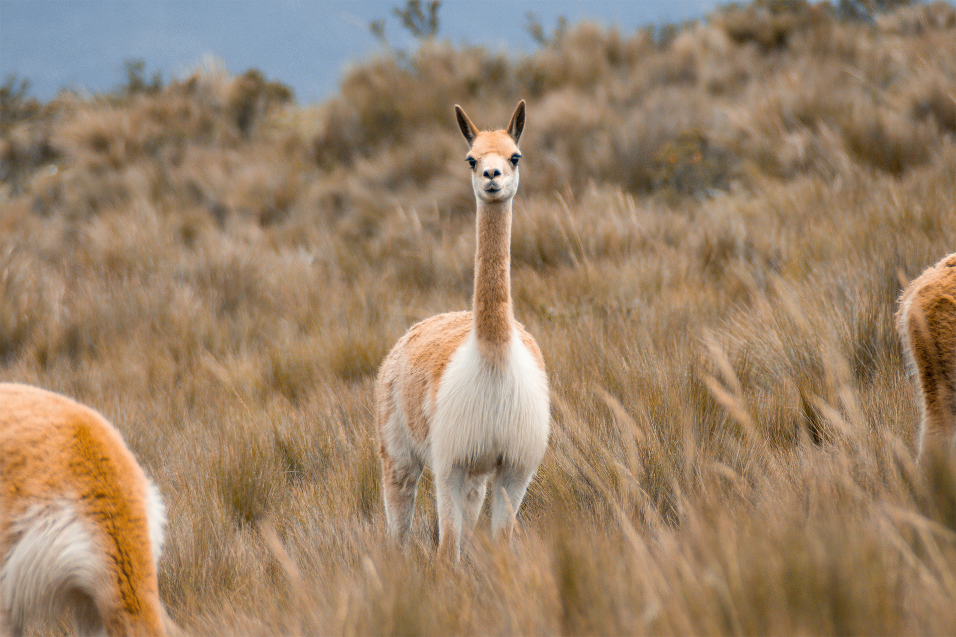 Patagonian Desert Animals