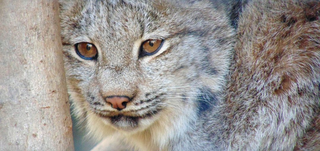1-Canada-Lynx-fin_Web | Good Nature Travel Blog