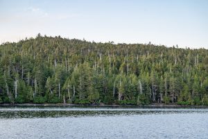 Old Growth Forests of Gwaii Haanas are often characterized by the white sun-bleached trunks of long-dead trees.