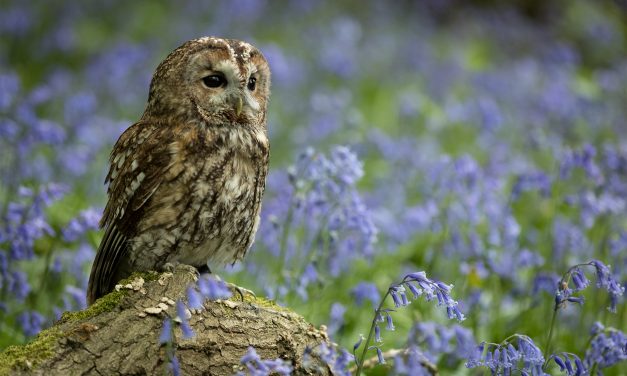 Healthy Soil, Food & People: Nurturing Biodiversity and Community in the Cotswolds