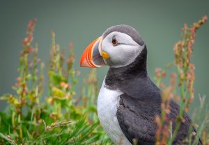 Portrait of a puffin in iceland