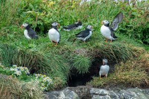 A group of Atlantic puffins sitting near their burrows. Each puffin has two adjacent burrows; one for the nest and "pufflings" or chicks, and one for waste.