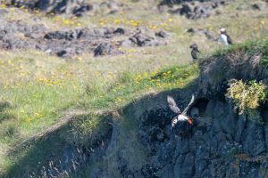 An Atlantic puffin launches itself from a cliff in order to take flight. Puffins are clumsy flyers, better equipped for propelling themselves underwater with their wings. Launching from the cliffs like this allows them to gain the speed needed to take off!
