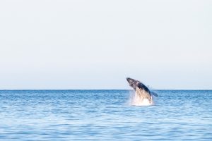 Breaching humpback whale