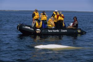 Travelers photograph beluga whale in Churchill Manitoba