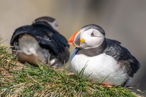 Up close and personal with the gregarious Atlantic puffin.