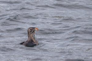 Rhinocerous Auklet with Sand Lance