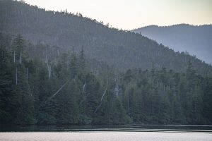 The lush rain forest of Haida Gwaii spans from sea level to mountain tops.