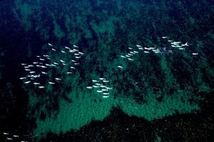 Aerial view of beluga whale migration