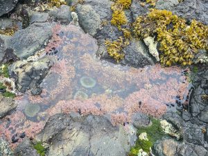 Colorful intertidal zone in Canada