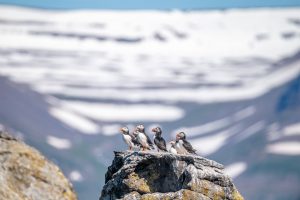 Puffins nest all around Iceland. Visiting Vigur Island in the Westfjords region is a special opportunity. The puffins here are usually backdropped by a stunning snowy landscape, even in the summer.