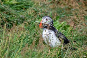 Puffins line their nests with a variety of debris, such as feathers and grass.