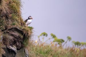 An Atlantic puffin perched upon a grassy ledge readying itself for flight.