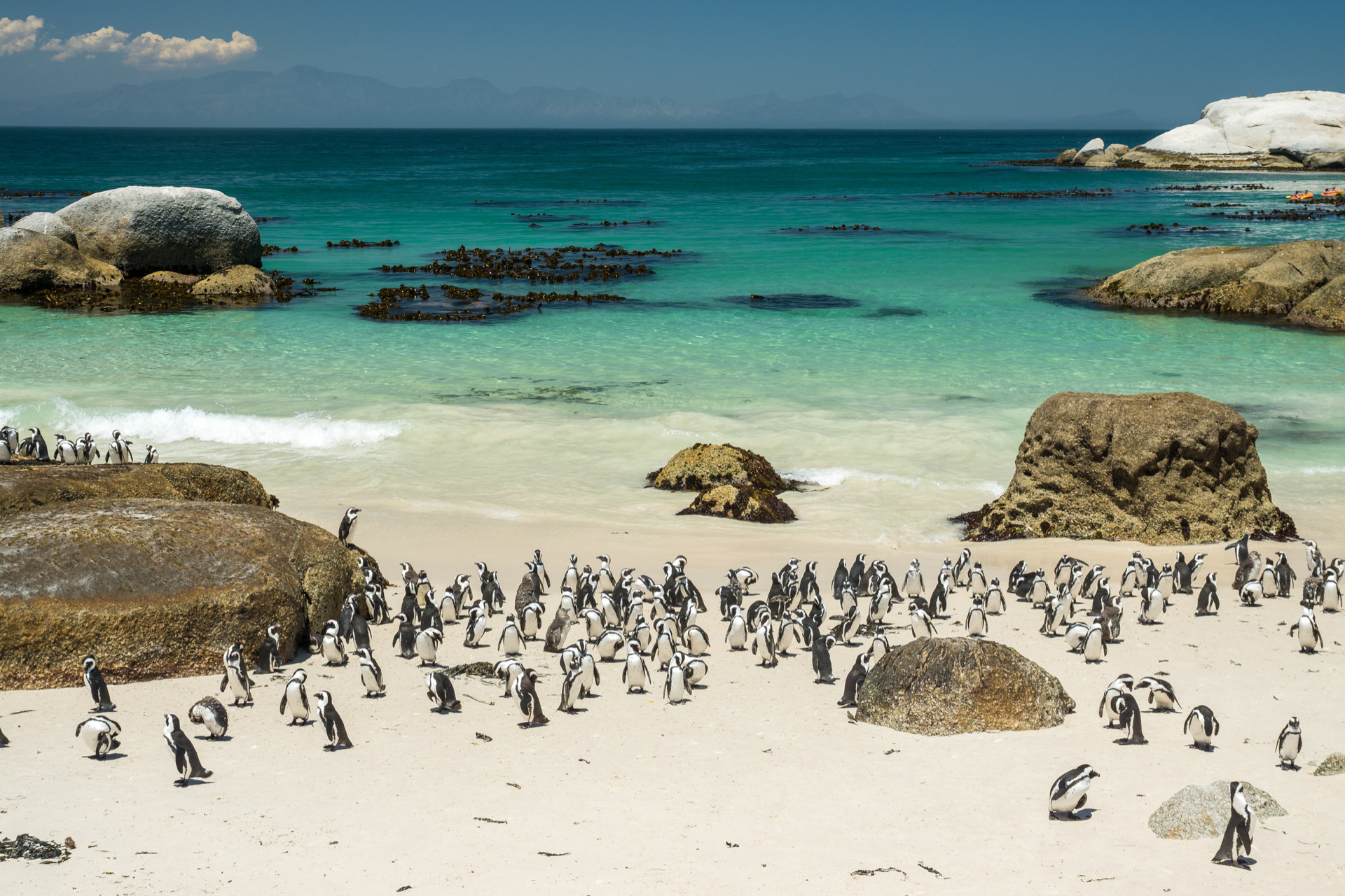 Penguins boulder beach South Africa Cape Town 