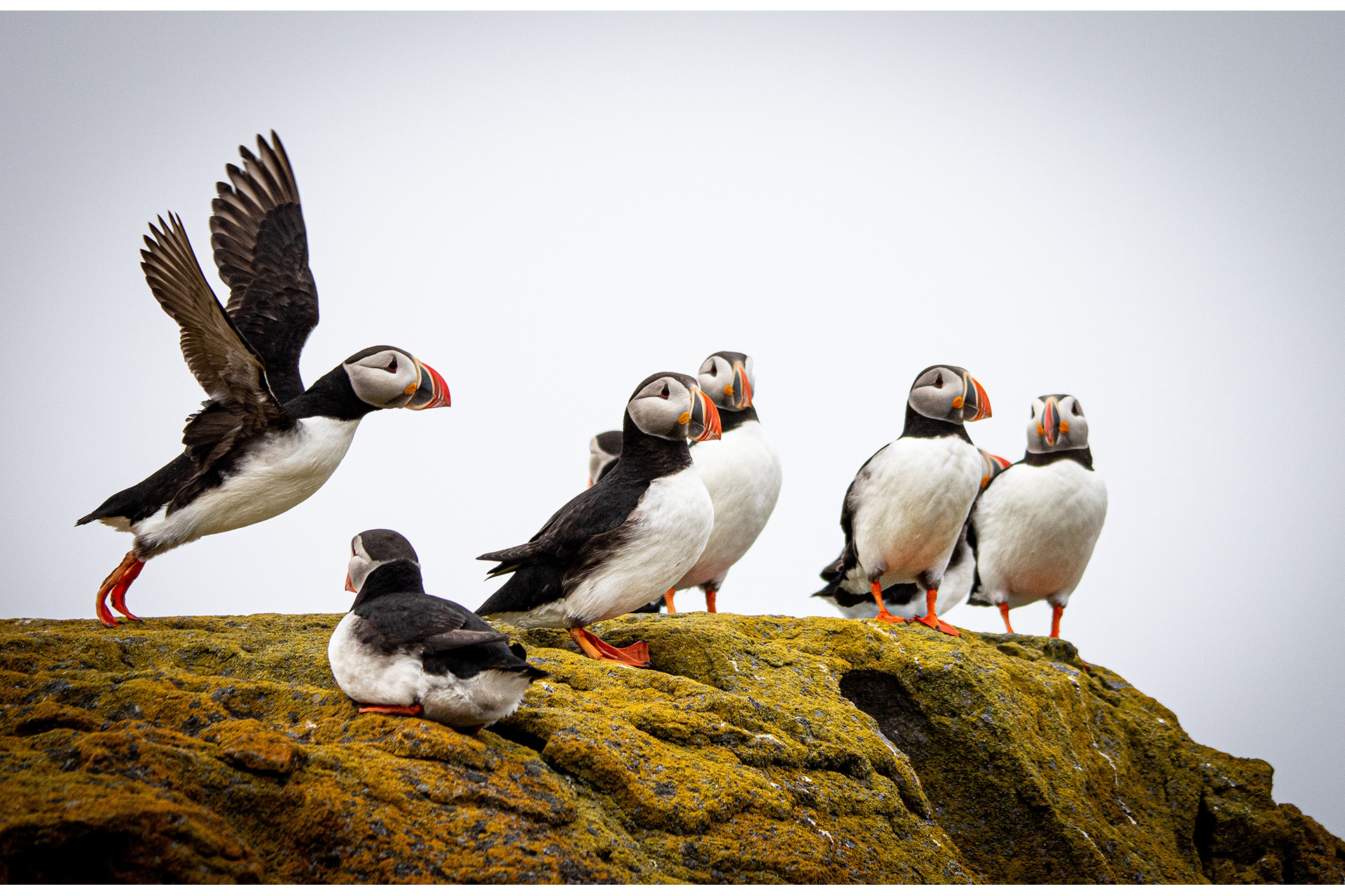 colony of puffins sitting and in flight iceland 