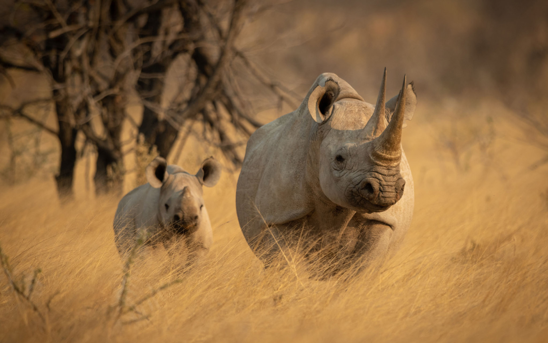 black rhino namibia 