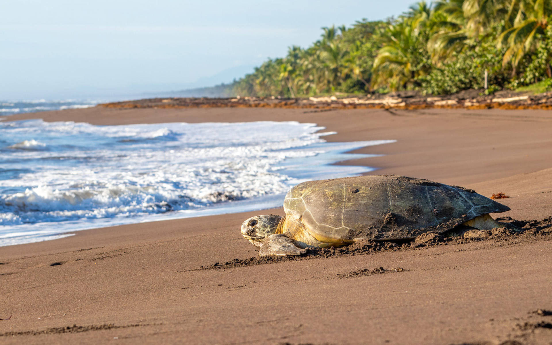 sea turtle costa rica