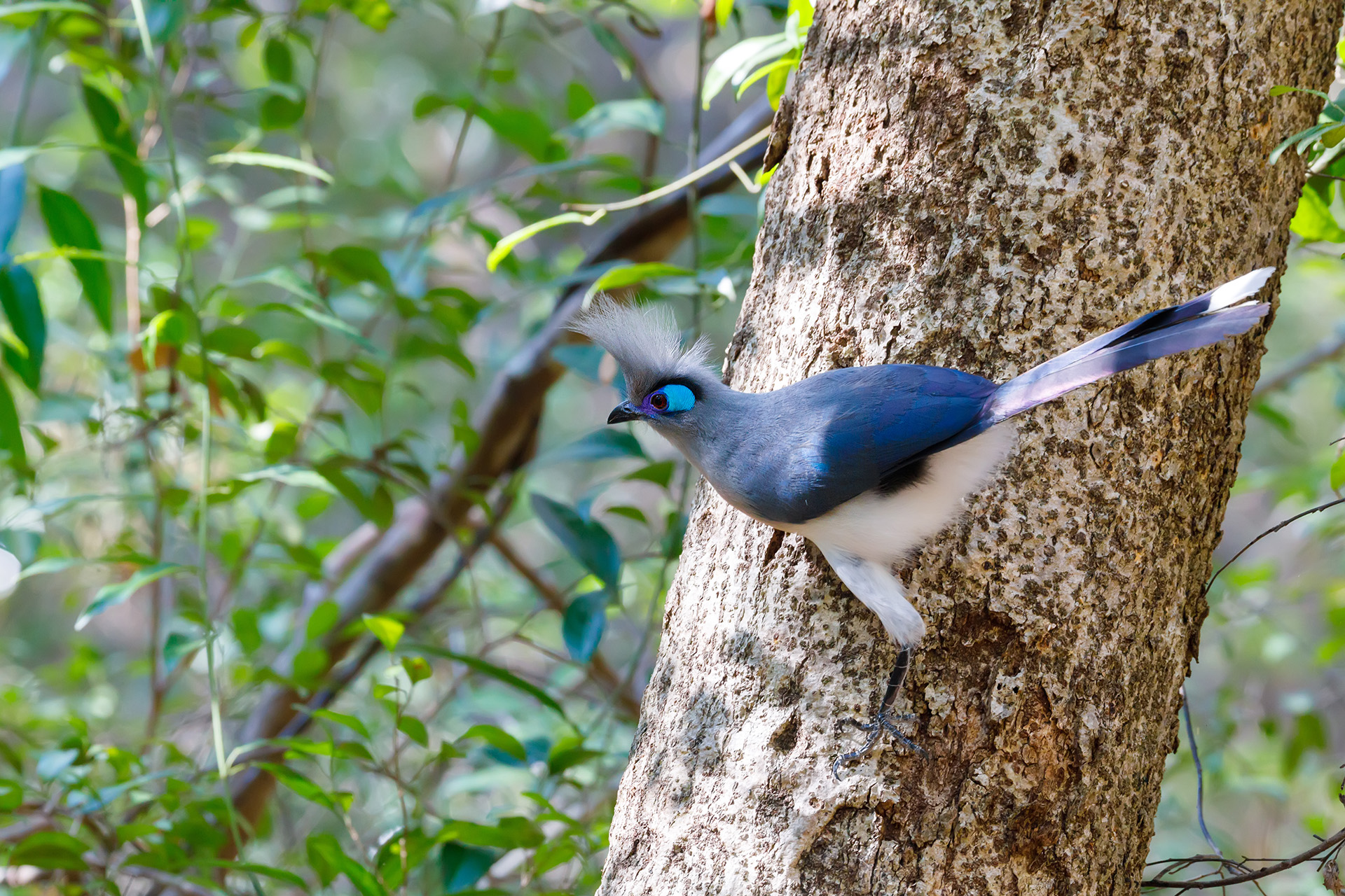 Blue Coua bird madagascar 