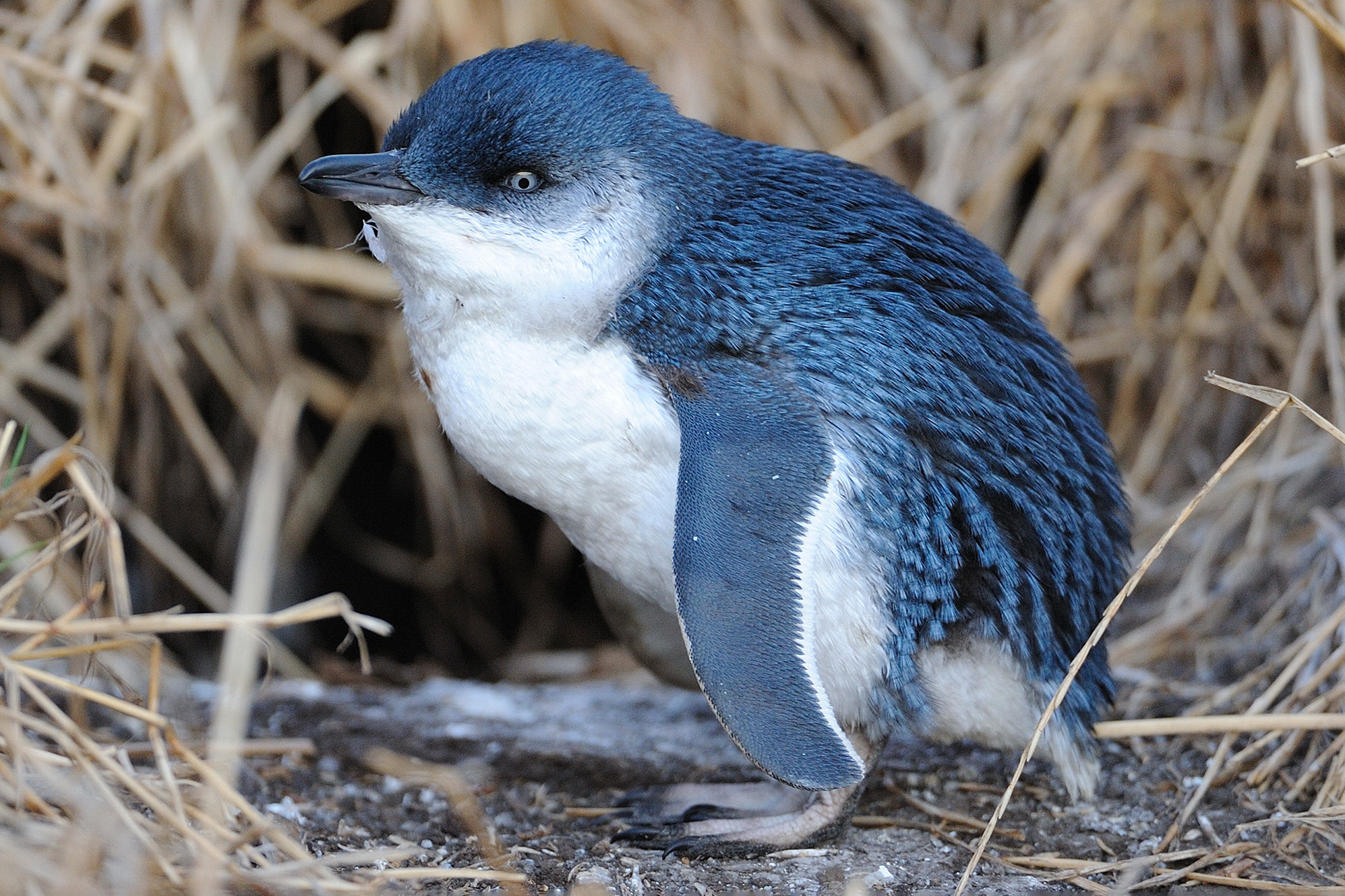 little blue penguin fairy penguin australia 