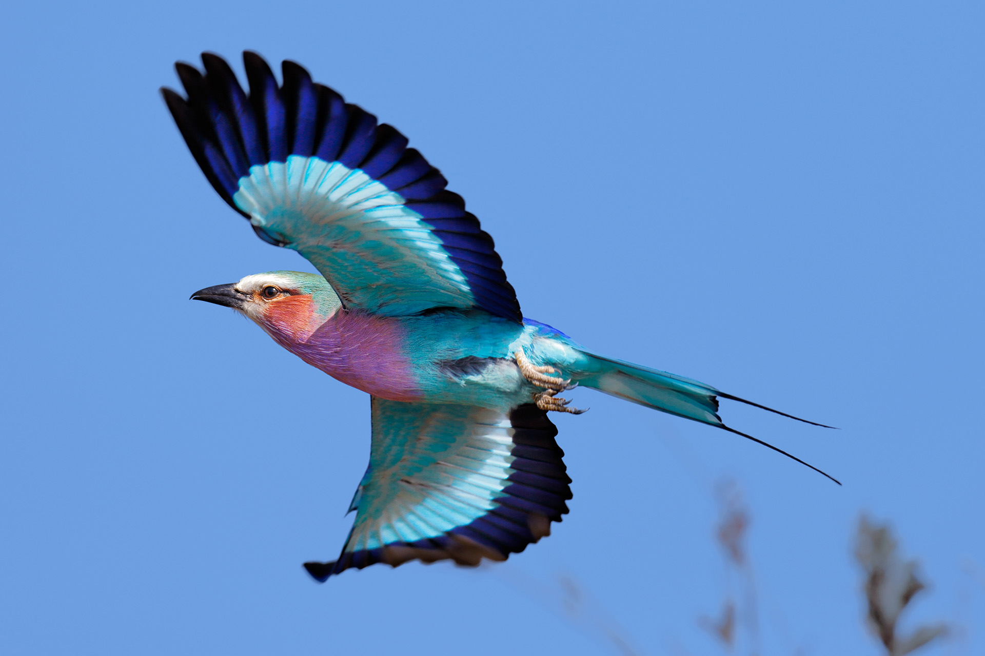 lilac-breasted roller in flight