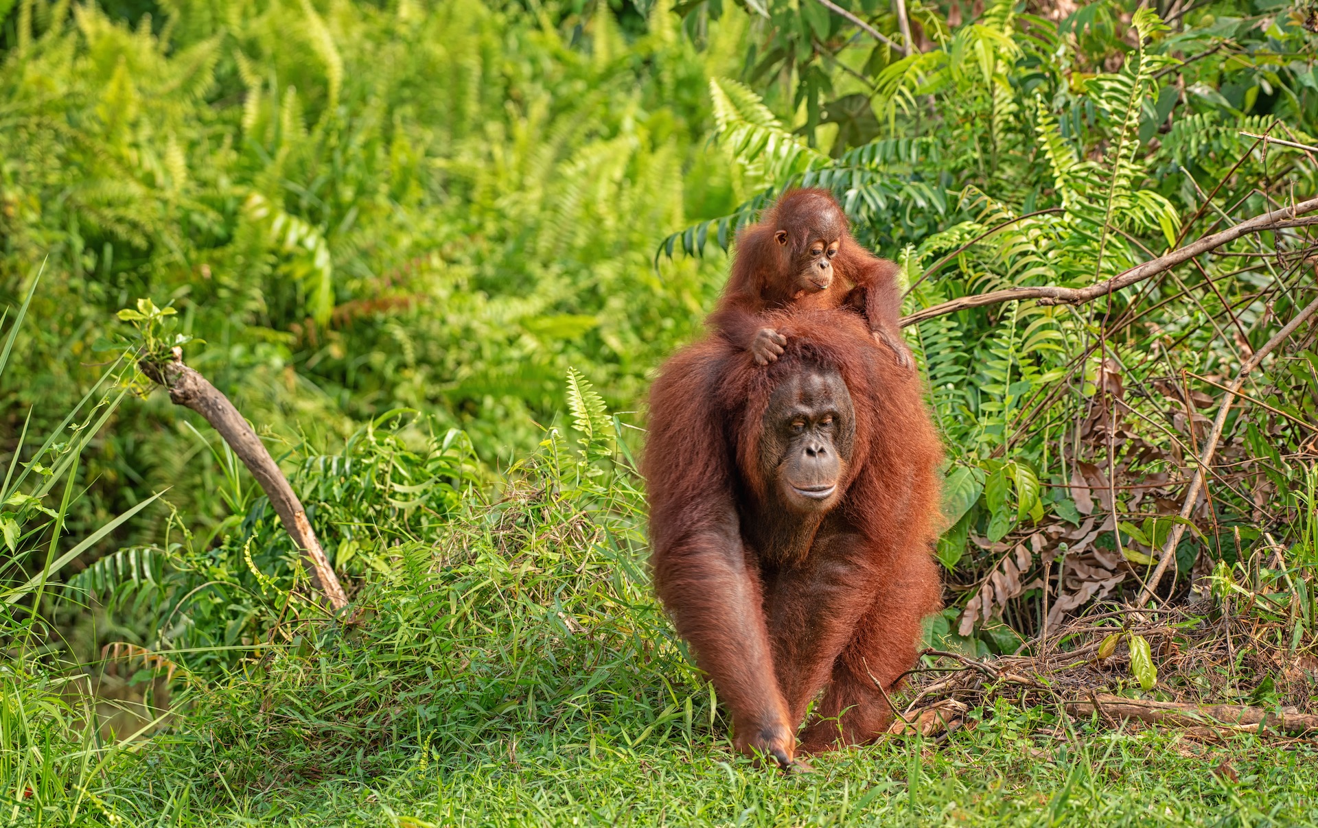 Mother orangutan with funny cute baby on hers neck in theirs natural environment in the rainforest on Borneo (Kalimantan) island with trees and palms behind.