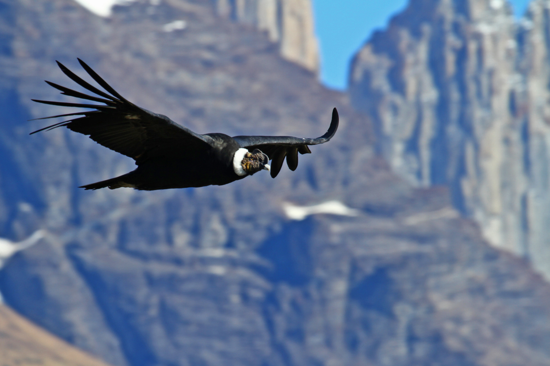 andean condor patagonia