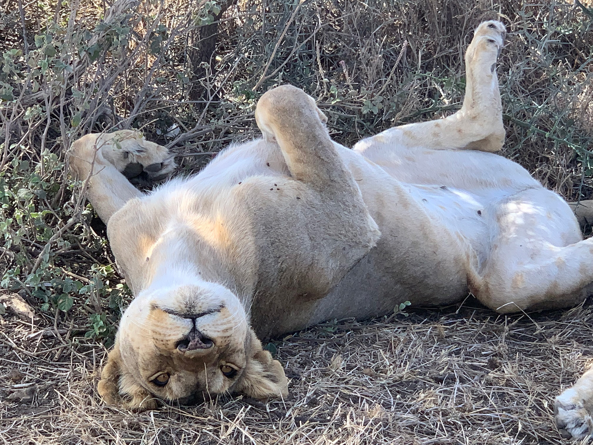 lion rolling on back lounging and napping and playing female lion east africa safari