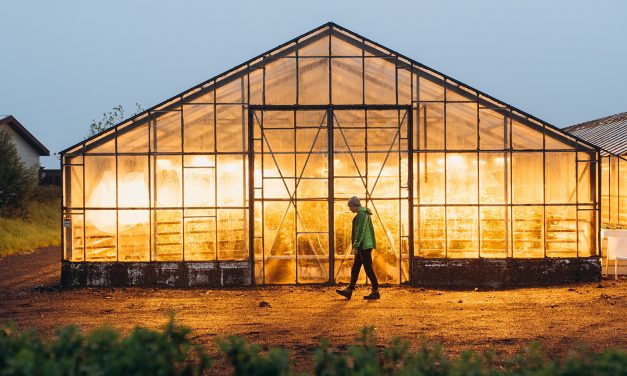 Iceland’s Greenhouses: Growing in the Land of Fire and Ice