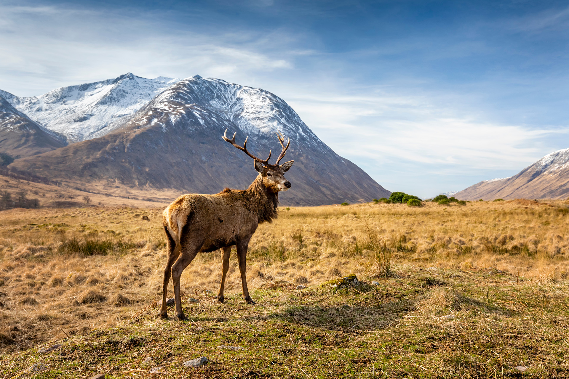 6 Spectacular Animals To See On A Scotland Adventure