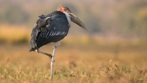 Marabou stork. Chobe river. Namibia/ Botswana