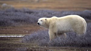 Polar bear (Ursus maritimus) standing on the summer tundra. Polar bears are threatened by climate change. Churchill, Canada