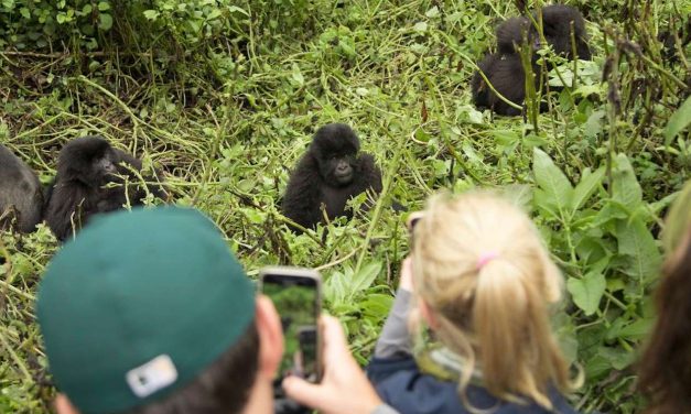 Women in Conservation: 5 Primatologists You Should Know